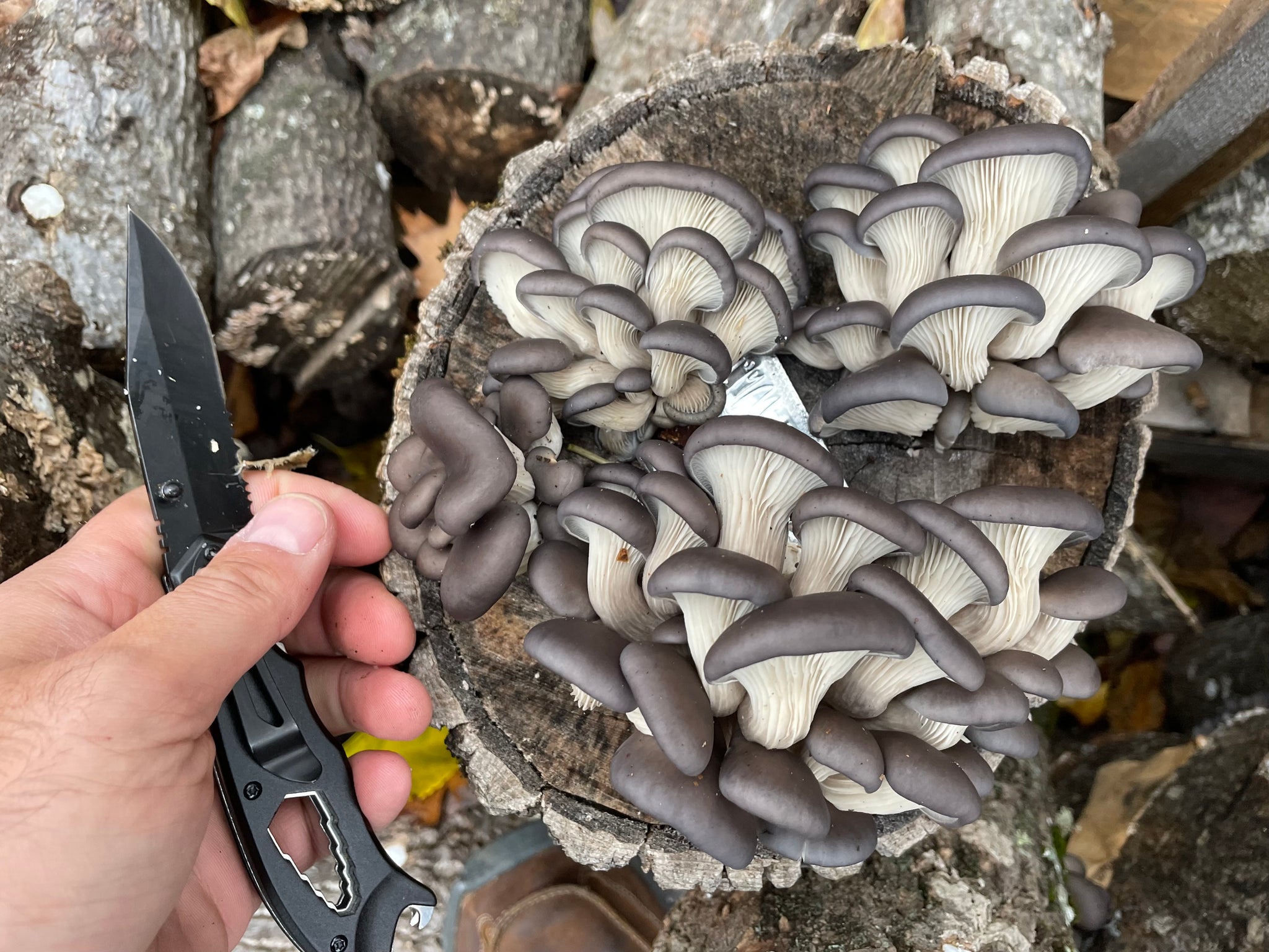 Fresh Oyster Mushroom Logs - will fruit later this year and next