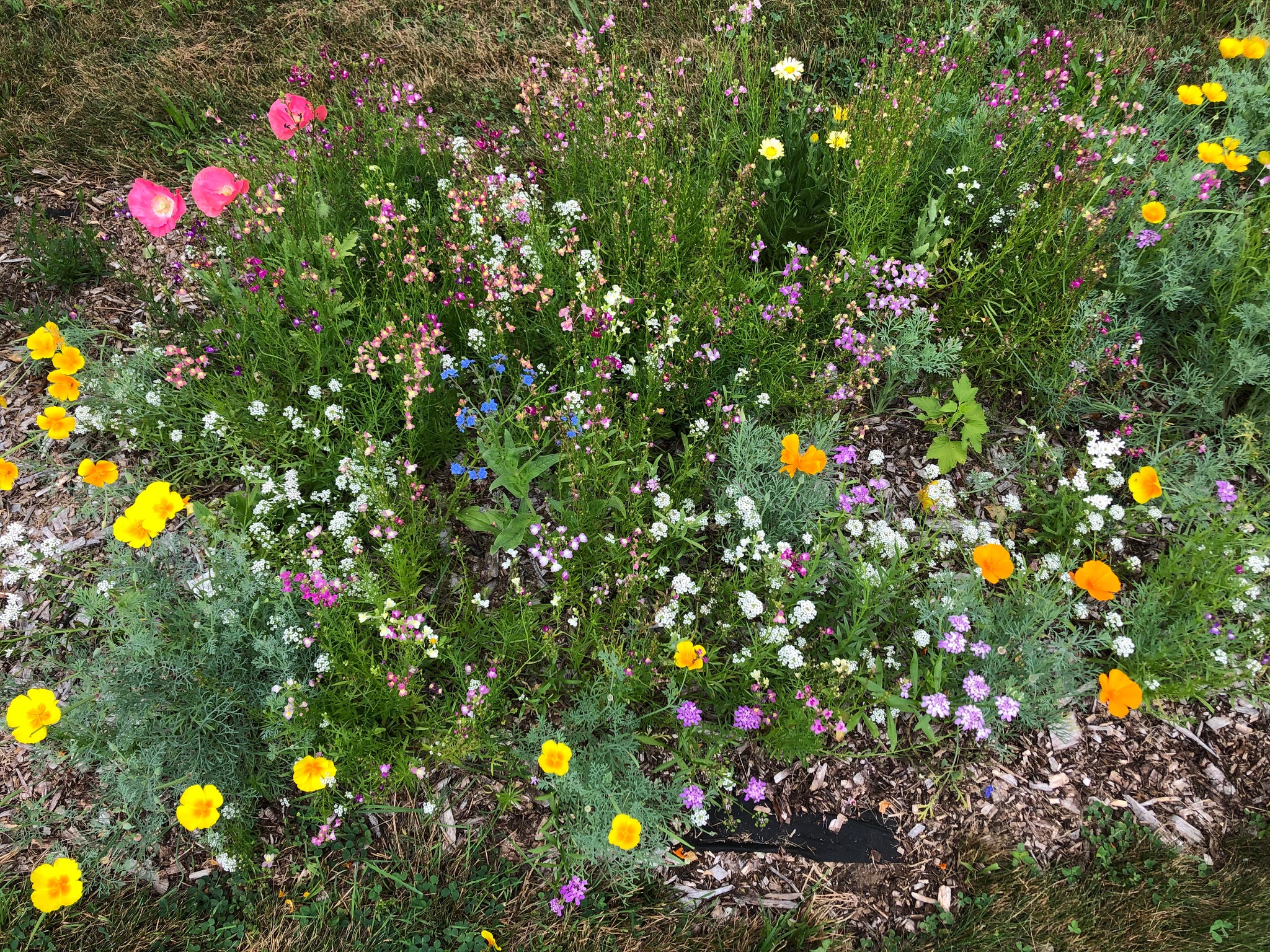 NEW! - The Edible Landscape: Integrating Food into Your Existing Flower Beds