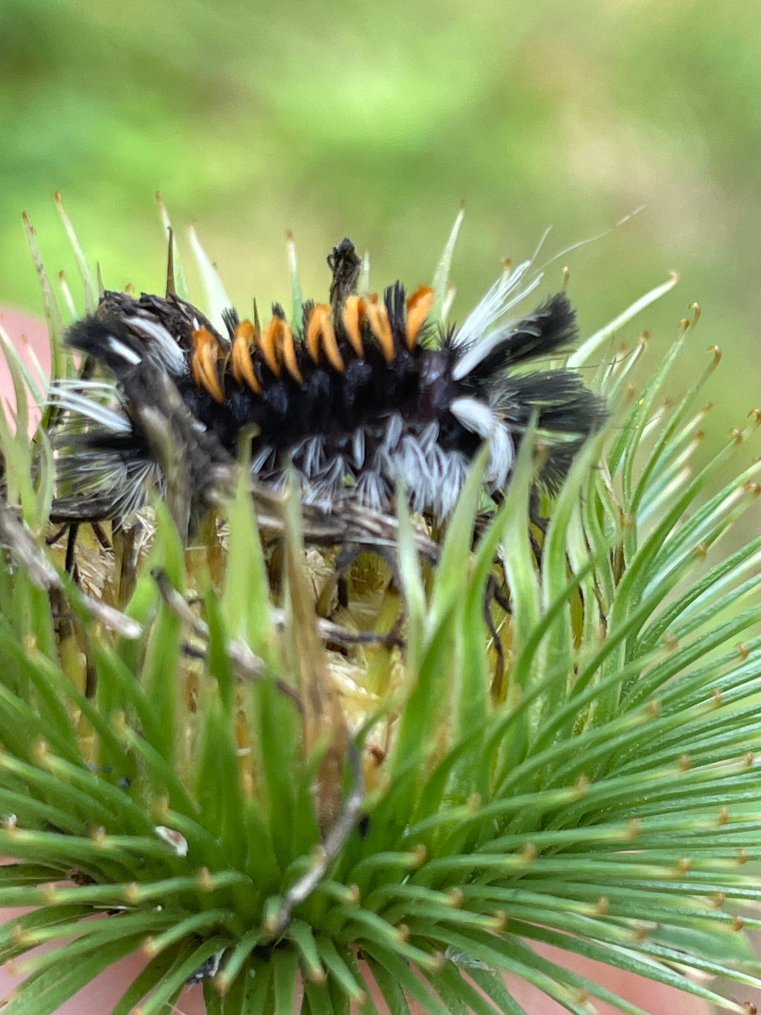 NEW! - Wild by Design: Crafting Aesthetic Meadows in Pots, Beds, and Backyards to Support Our Pollinators