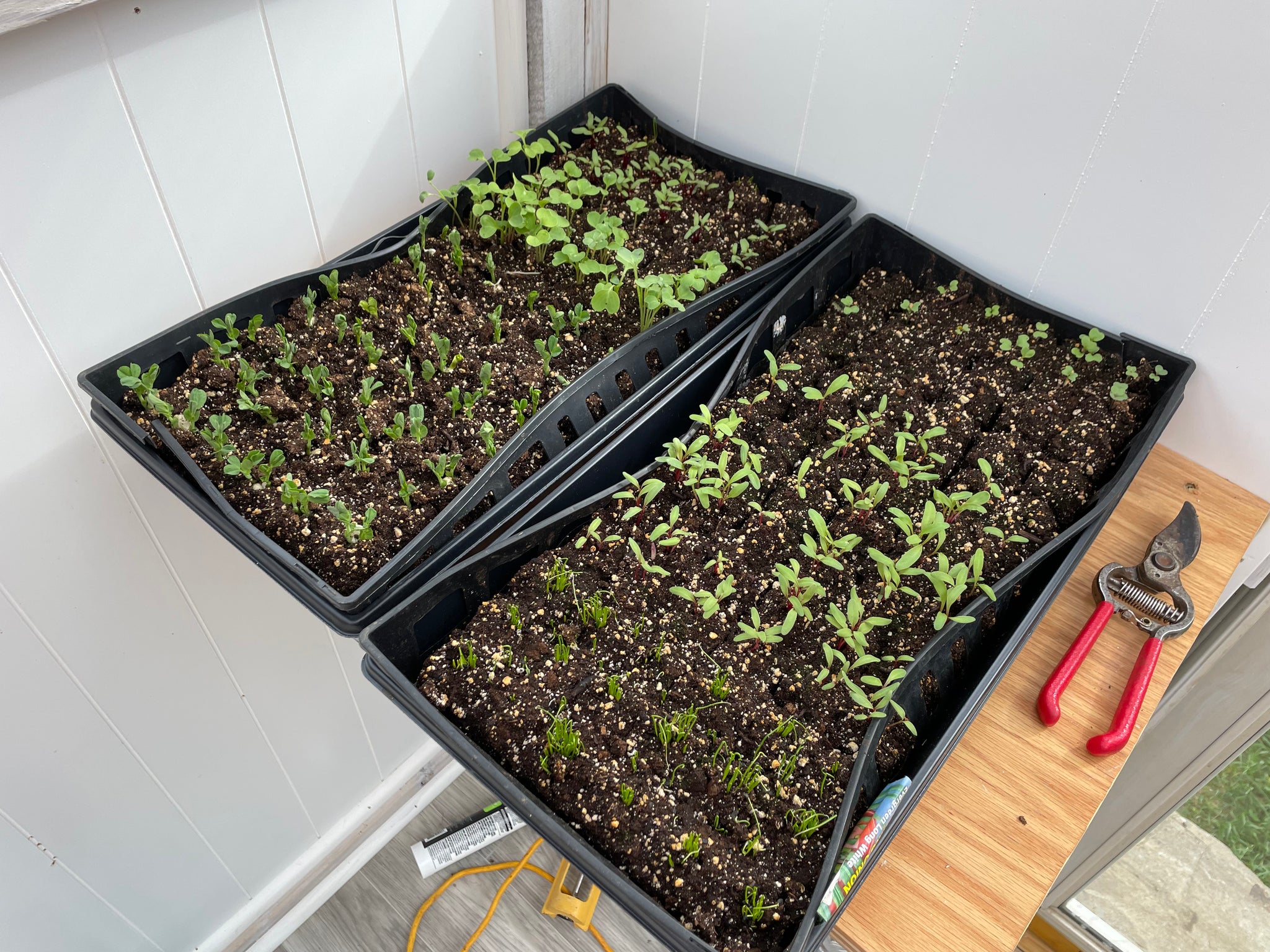 New - Cultivating Sustainability: The Art of Soil Blocks for Greener Gardens