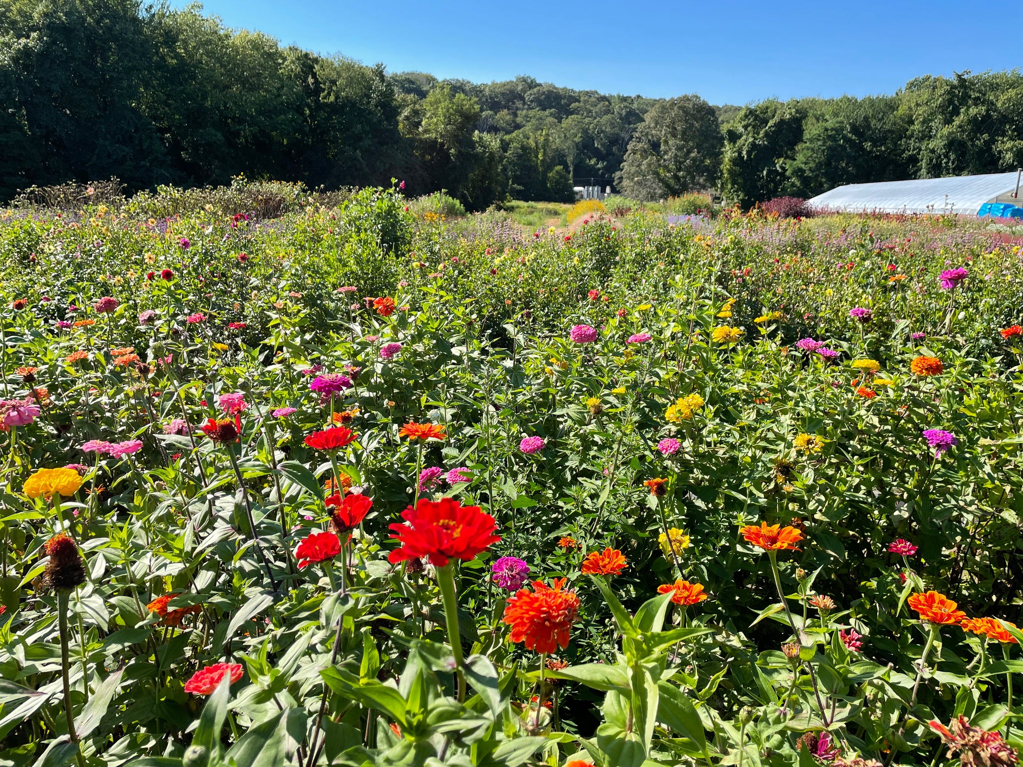 NEW! - Wild by Design: Crafting Aesthetic Meadows in Pots, Beds, and Backyards to Support Our Pollinators