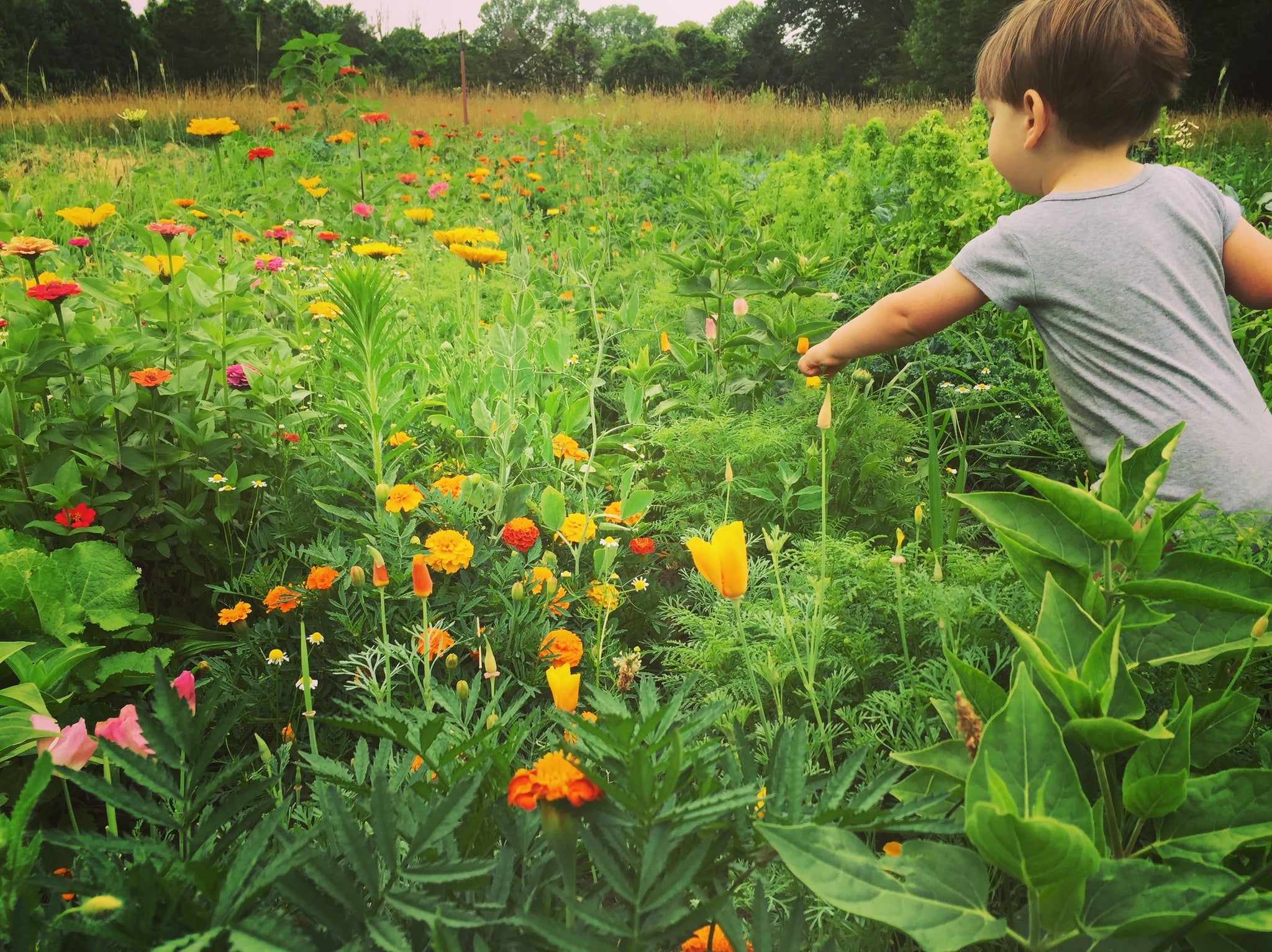NEW! - Wild by Design: Crafting Aesthetic Meadows in Pots, Beds, and Backyards to Support Our Pollinators