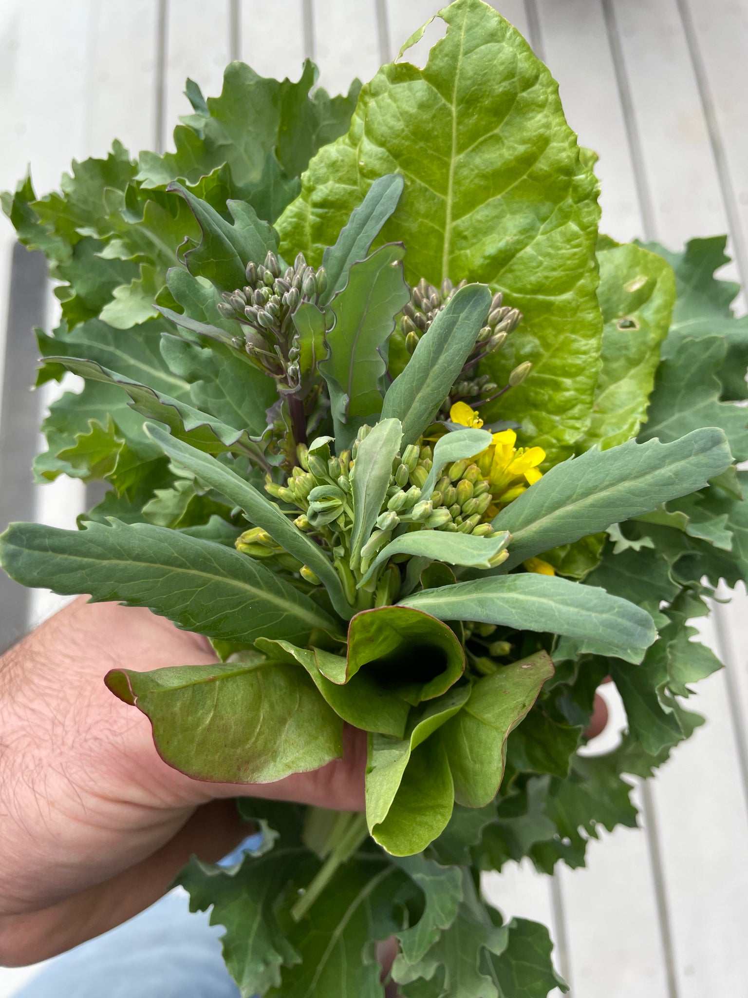 NEW! - The Community Seed Bank: How to Save, Store, and Share Your Harvest