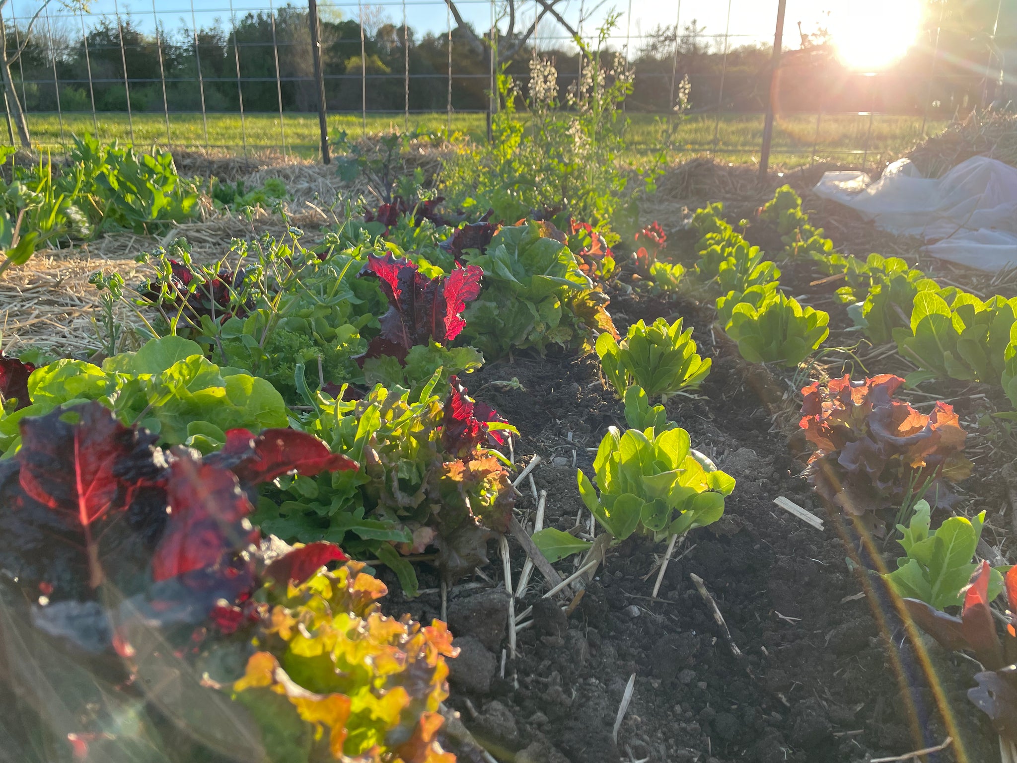 NEW! - The Community Seed Bank: How to Save, Store, and Share Your Harvest