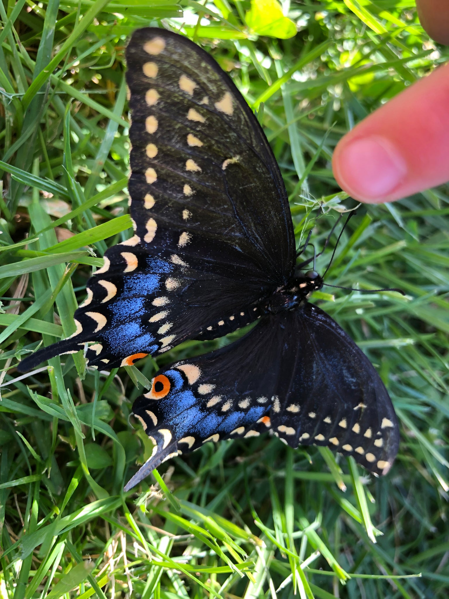 NEW! - Wild by Design: Crafting Aesthetic Meadows in Pots, Beds, and Backyards to Support Our Pollinators