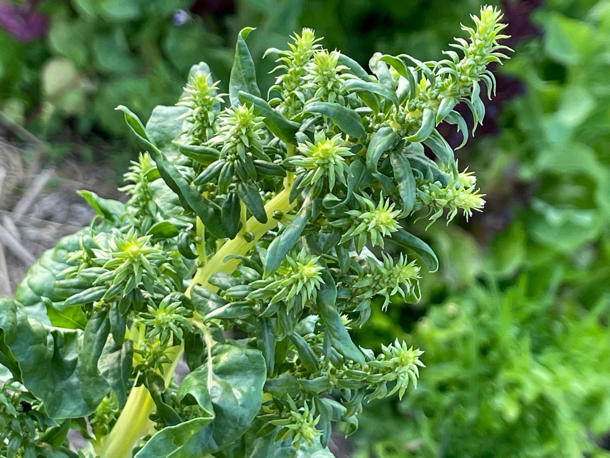 NEW! - The Community Seed Bank: How to Save, Store, and Share Your Harvest