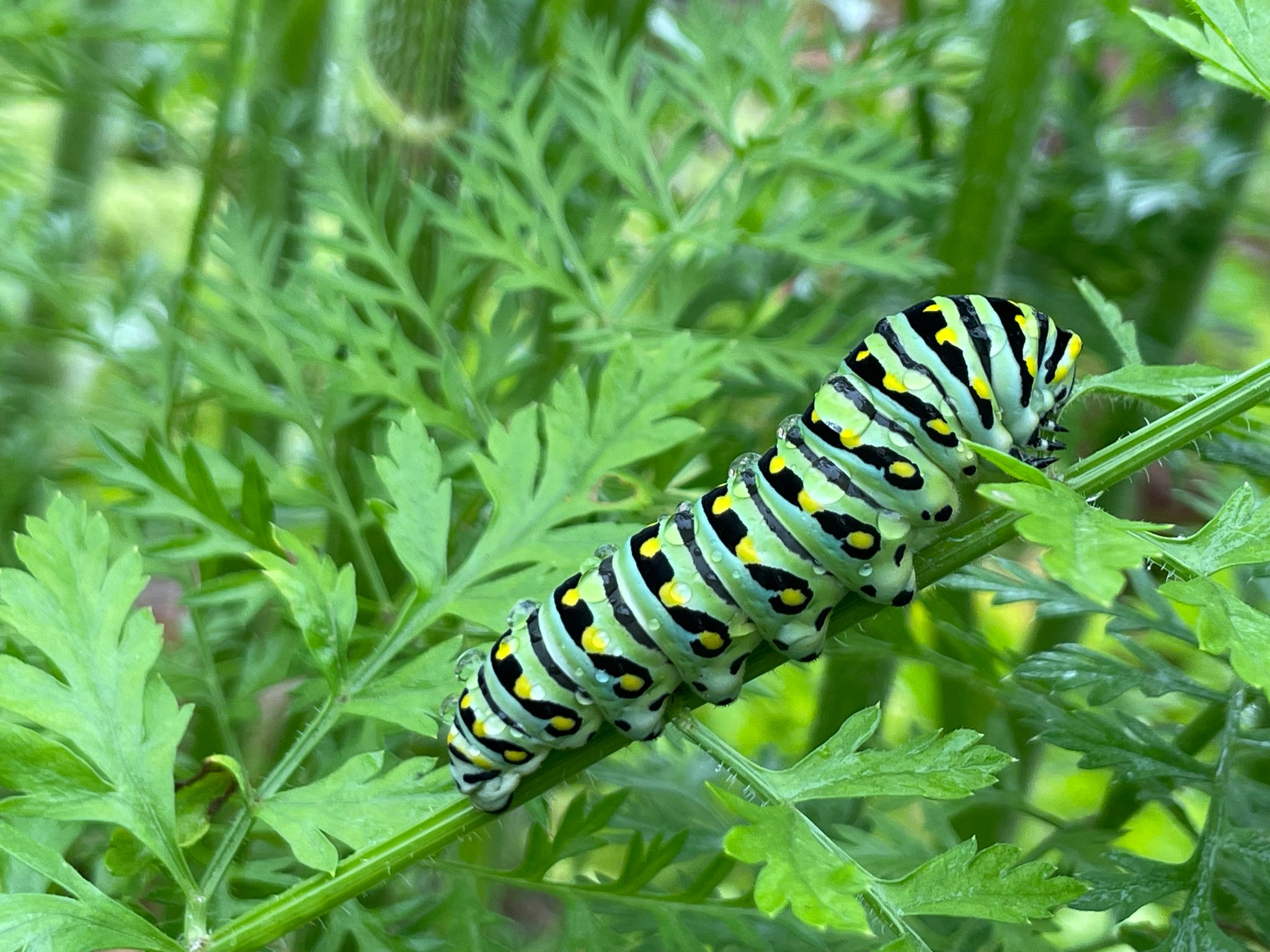 NEW! - Wild by Design: Crafting Aesthetic Meadows in Pots, Beds, and Backyards to Support Our Pollinators