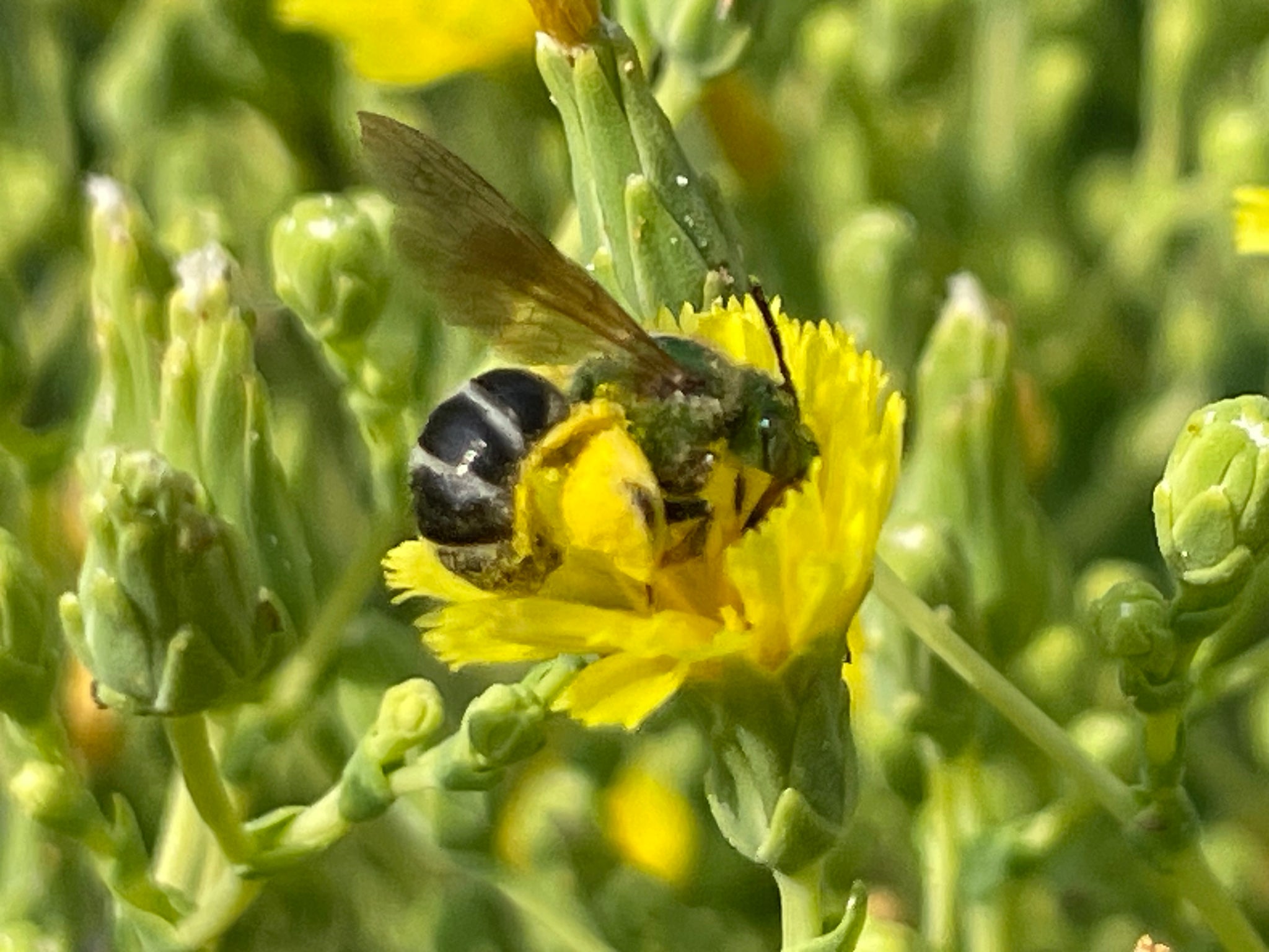 NEW! - Wild by Design: Crafting Aesthetic Meadows in Pots, Beds, and Backyards to Support Our Pollinators