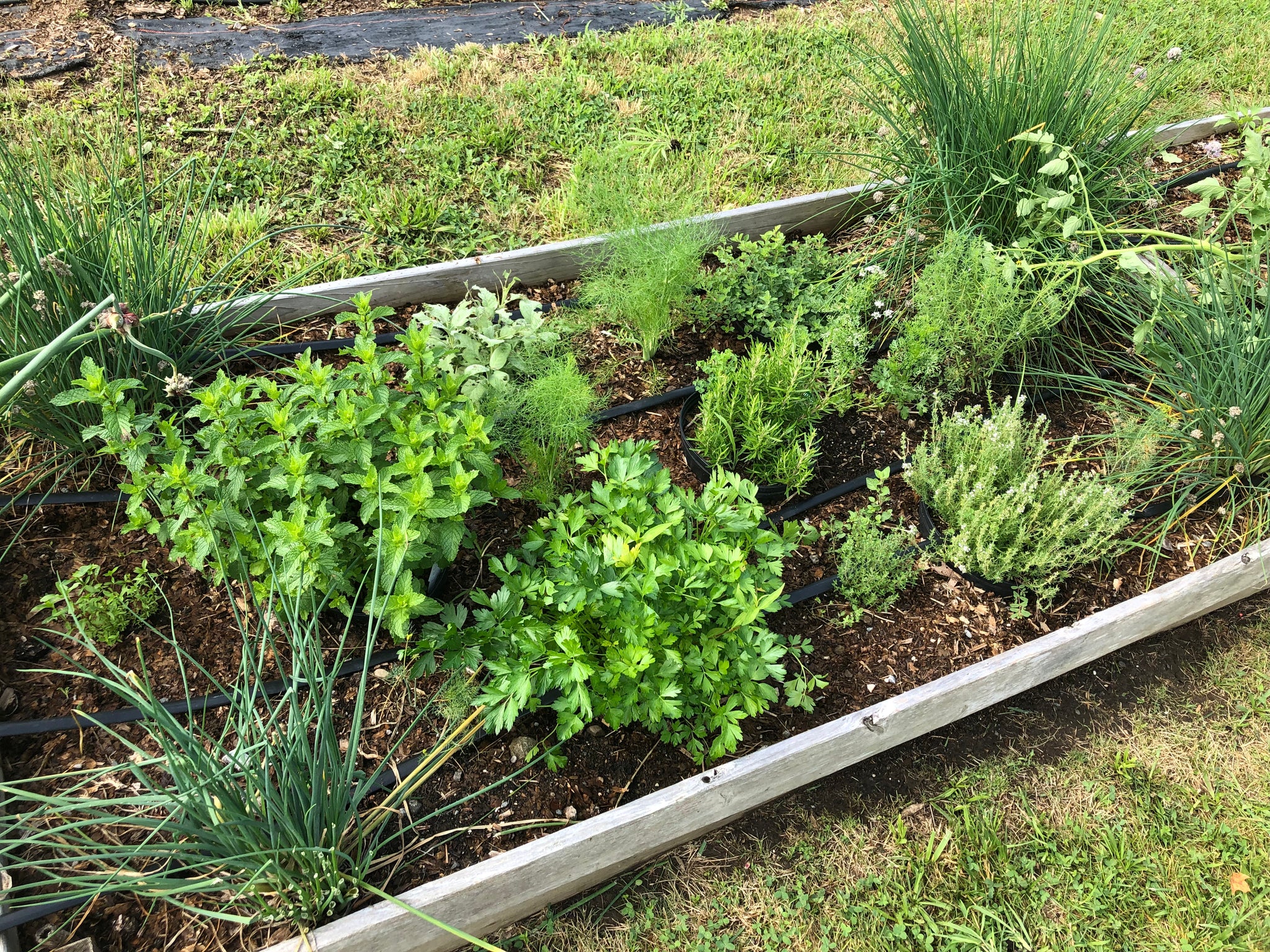 NEW! - The Edible Landscape: Integrating Food into Your Existing Flower Beds