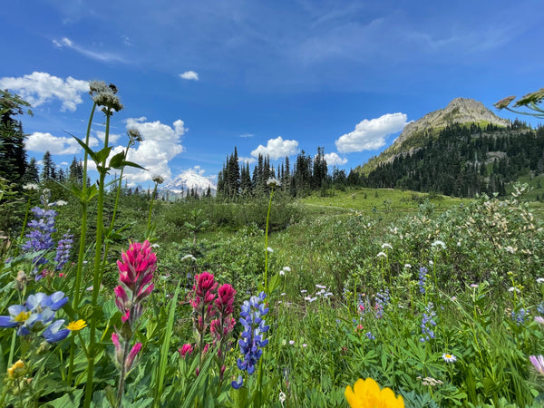 NEW! - Wild by Design: Crafting Aesthetic Meadows in Pots, Beds, and Backyards to Support Our Pollinators