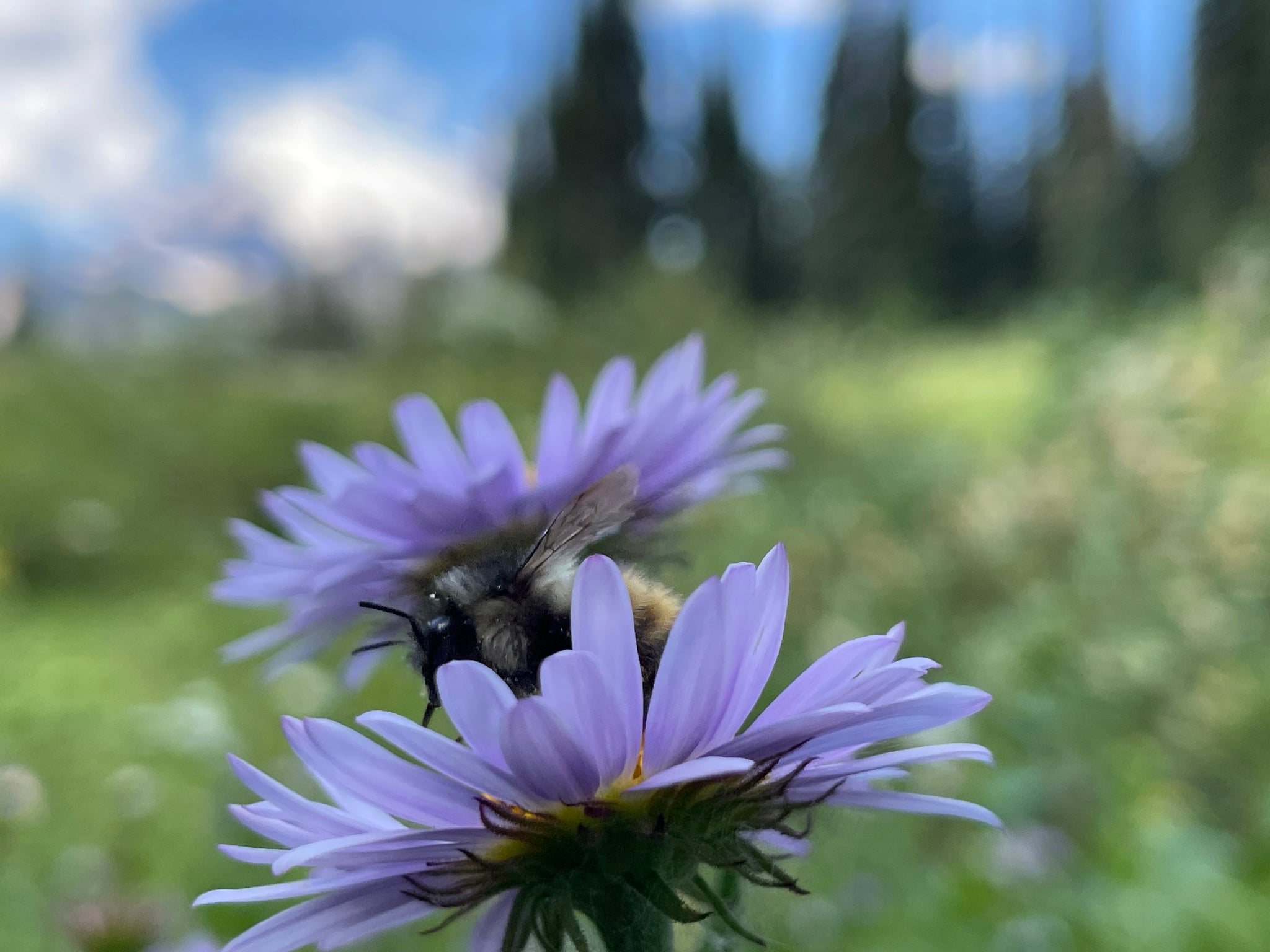 NEW! - Wild by Design: Crafting Aesthetic Meadows in Pots, Beds, and Backyards to Support Our Pollinators