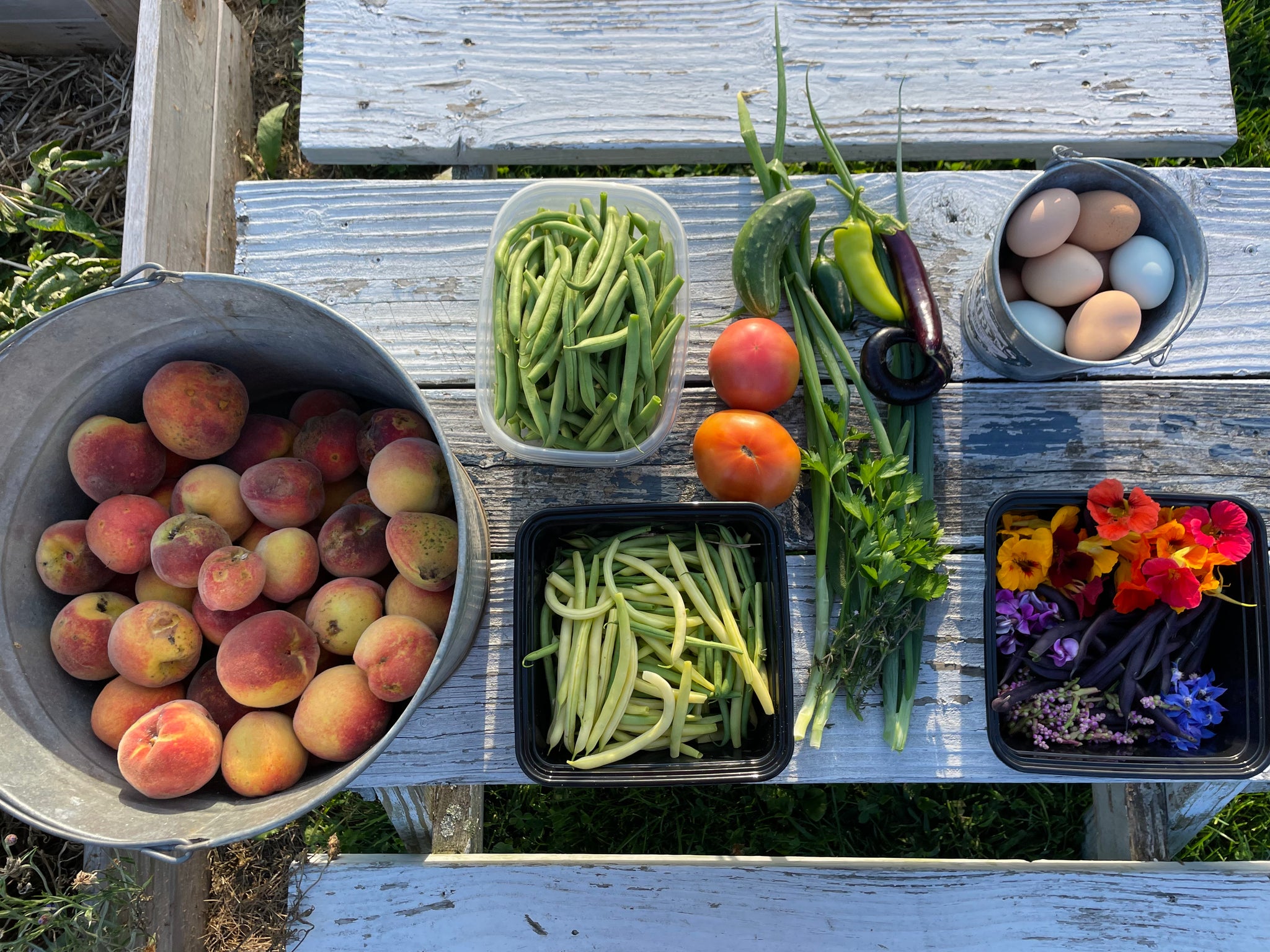 NEW! - The Community Seed Bank: How to Save, Store, and Share Your Harvest