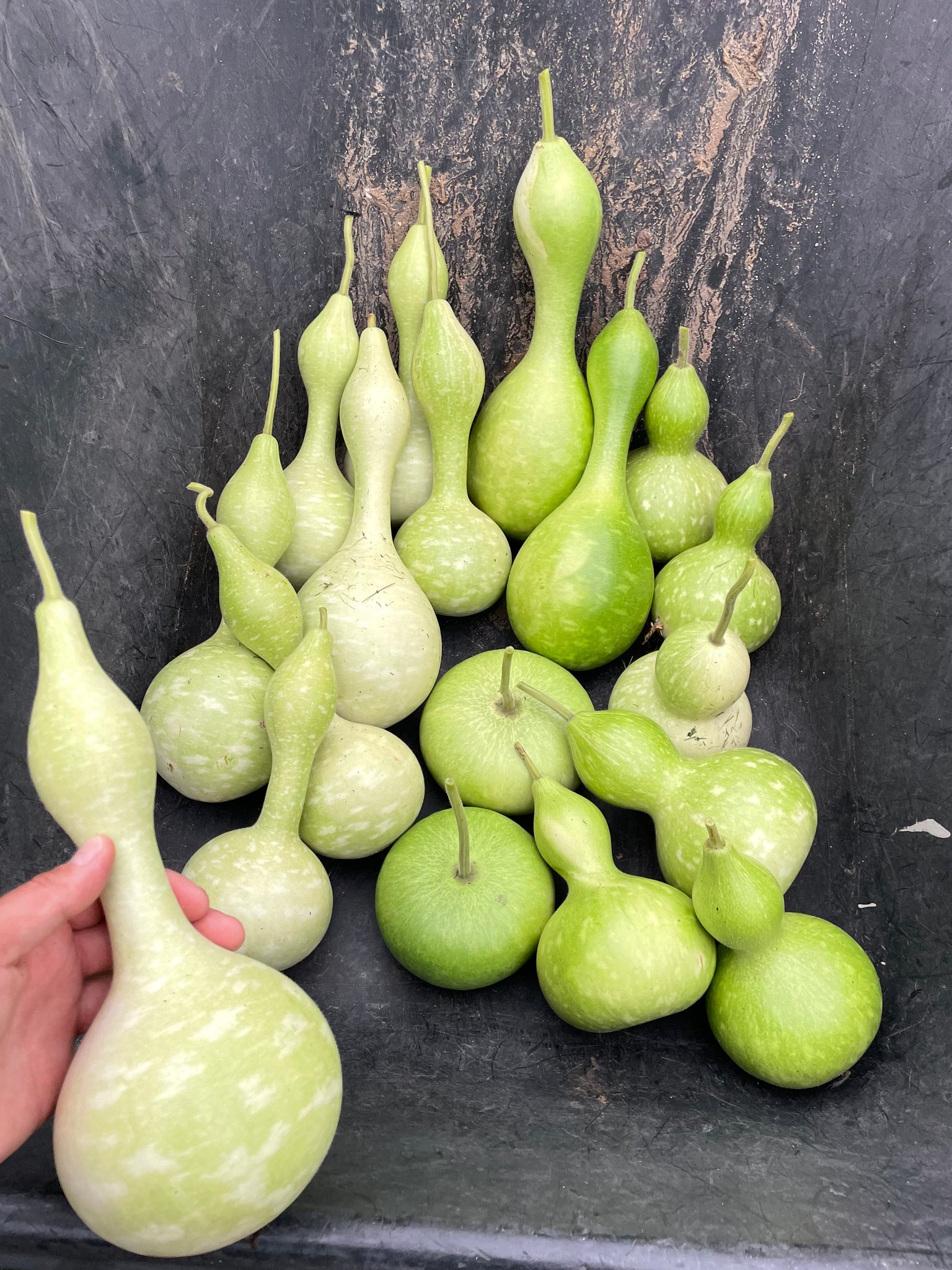 NEW! - The Community Seed Bank: How to Save, Store, and Share Your Harvest