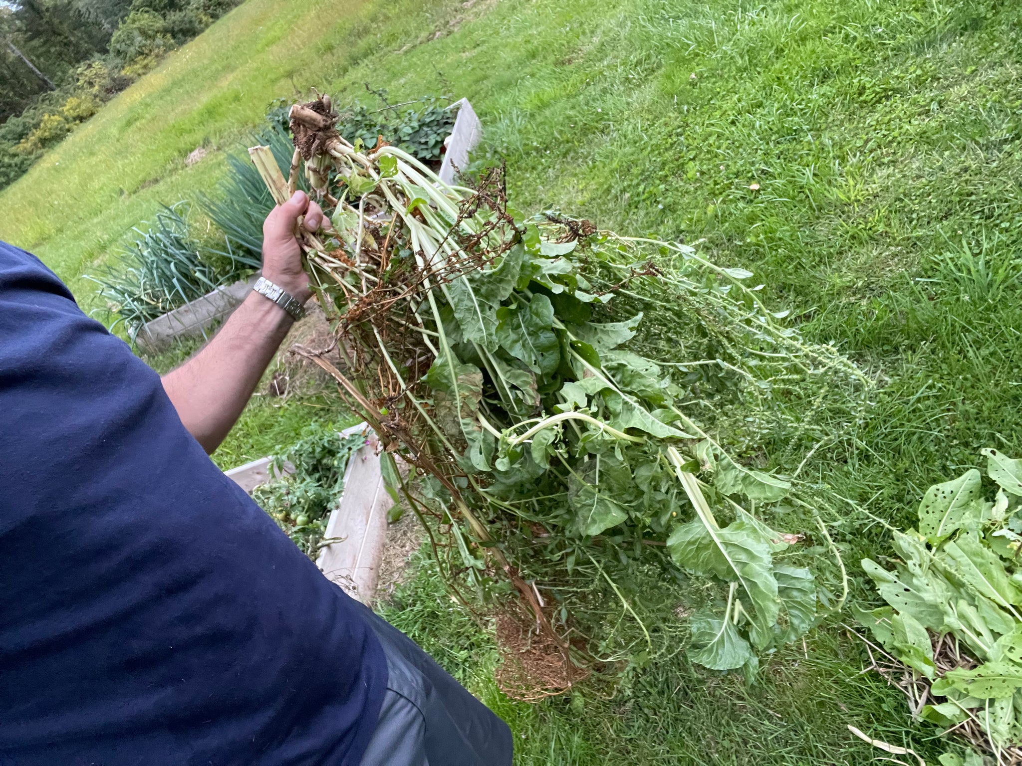 NEW! - The Community Seed Bank: How to Save, Store, and Share Your Harvest