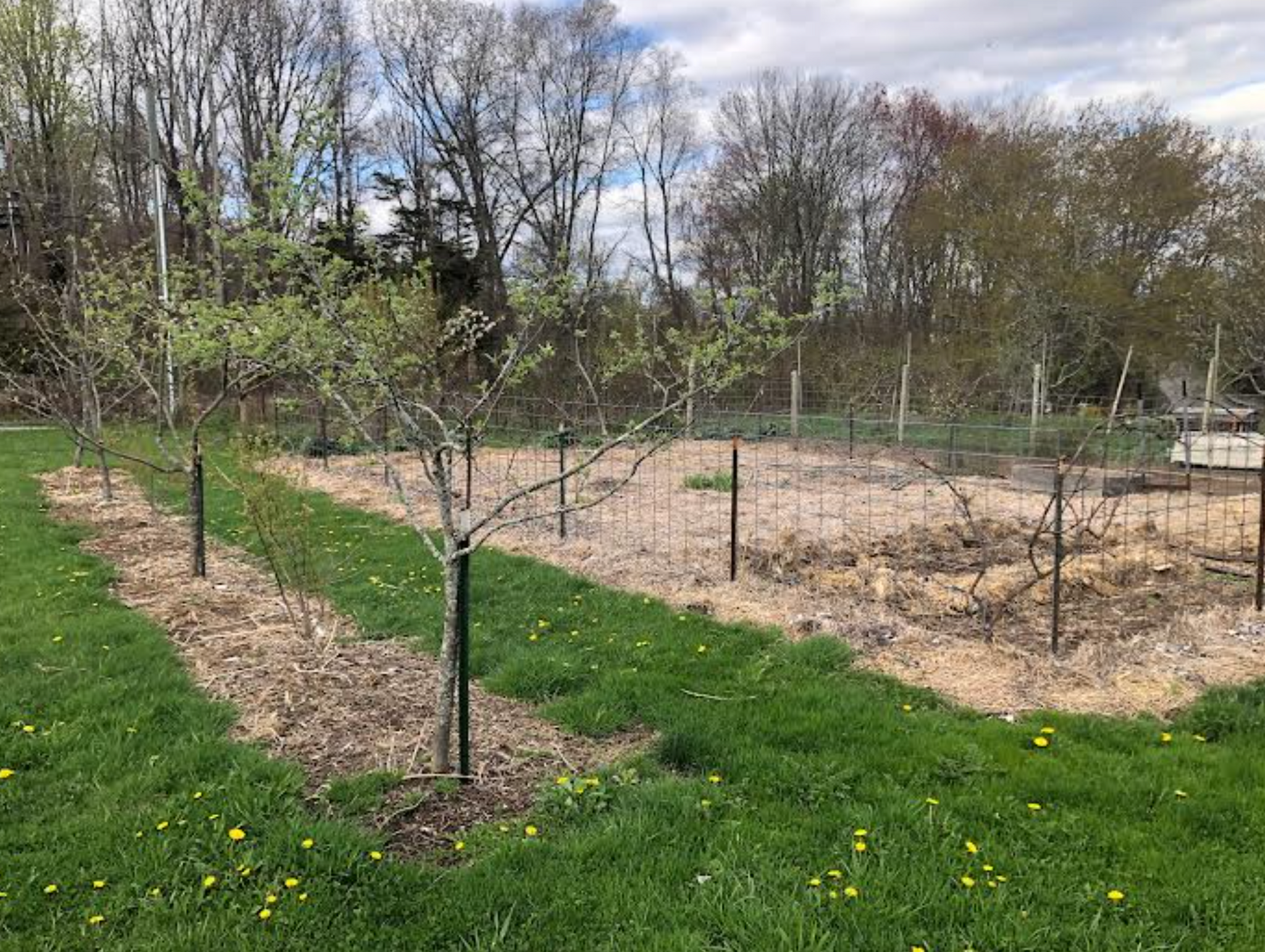 Get Your Grove On! Mastering Front Yard Fruit Trees, Grape Vines, & Berries - 90 min
