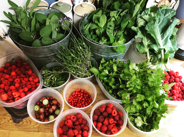 NEW! - The Herbal Apothecary: Making Tinctures, Salves, and Teas from Your Garden