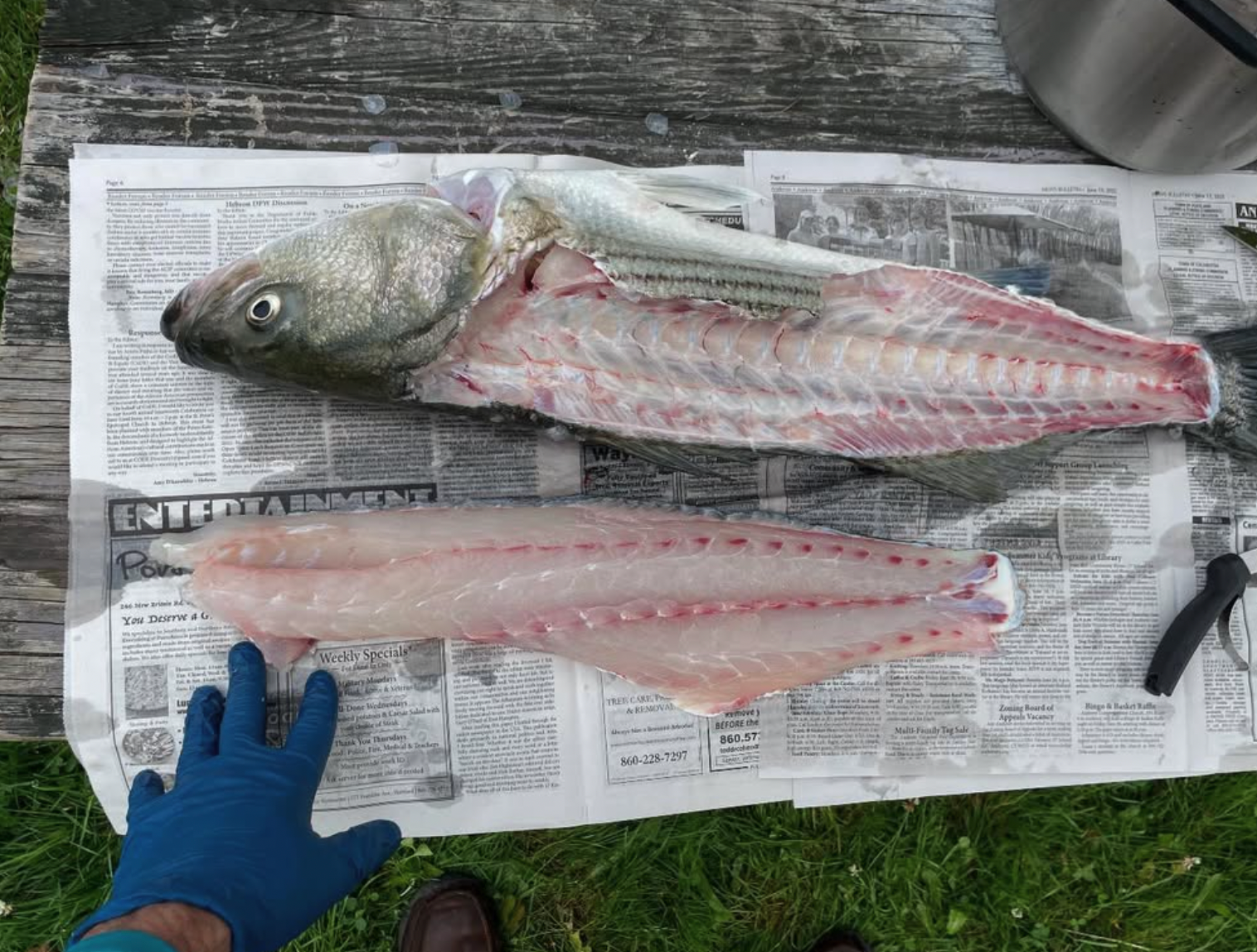 NEW! - Beat the Grocery Bill: Cooking Sales, Scraps, and Bones into Healthy Broths and Soups