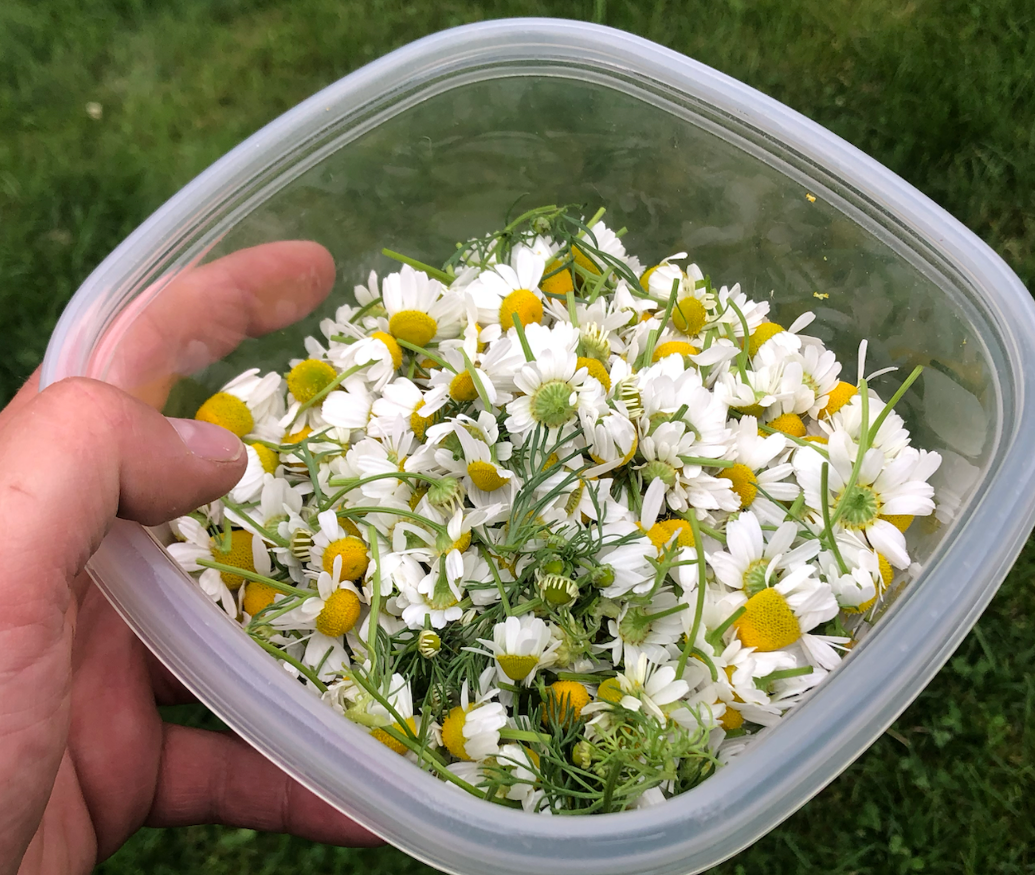 NEW! - The Community Seed Bank: How to Save, Store, and Share Your Harvest