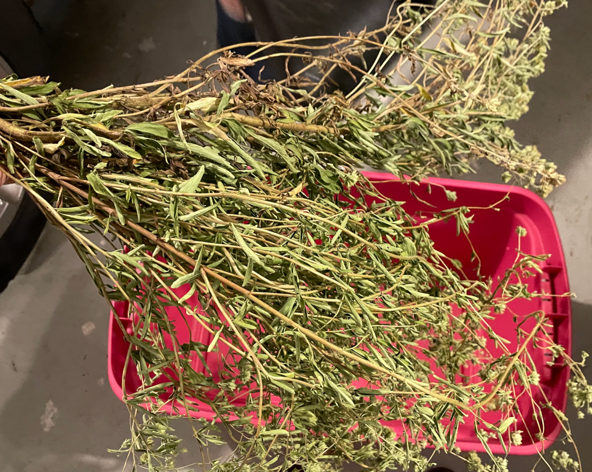 NEW! - The Community Seed Bank: How to Save, Store, and Share Your Harvest