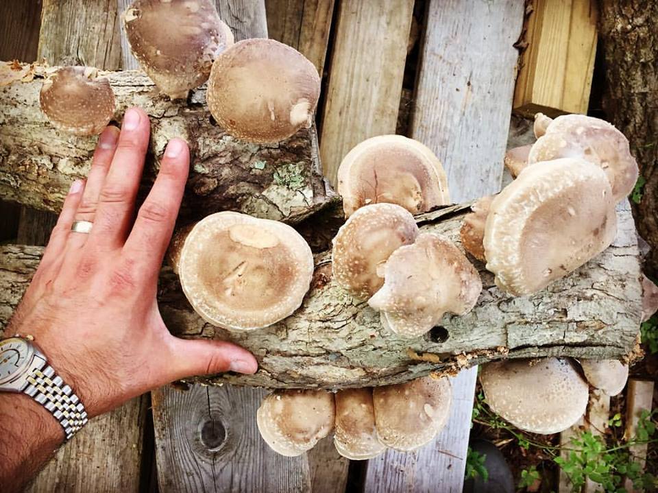 Fungi Frenzy: A Beginner's Guide to Outdoor Mushroom Growing - 90 min