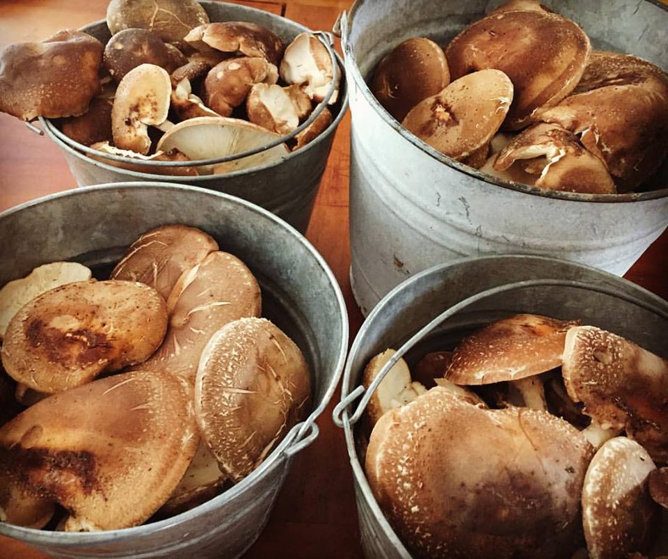 Fungi Frenzy: A Beginner's Guide to Outdoor Mushroom Growing - 90 min