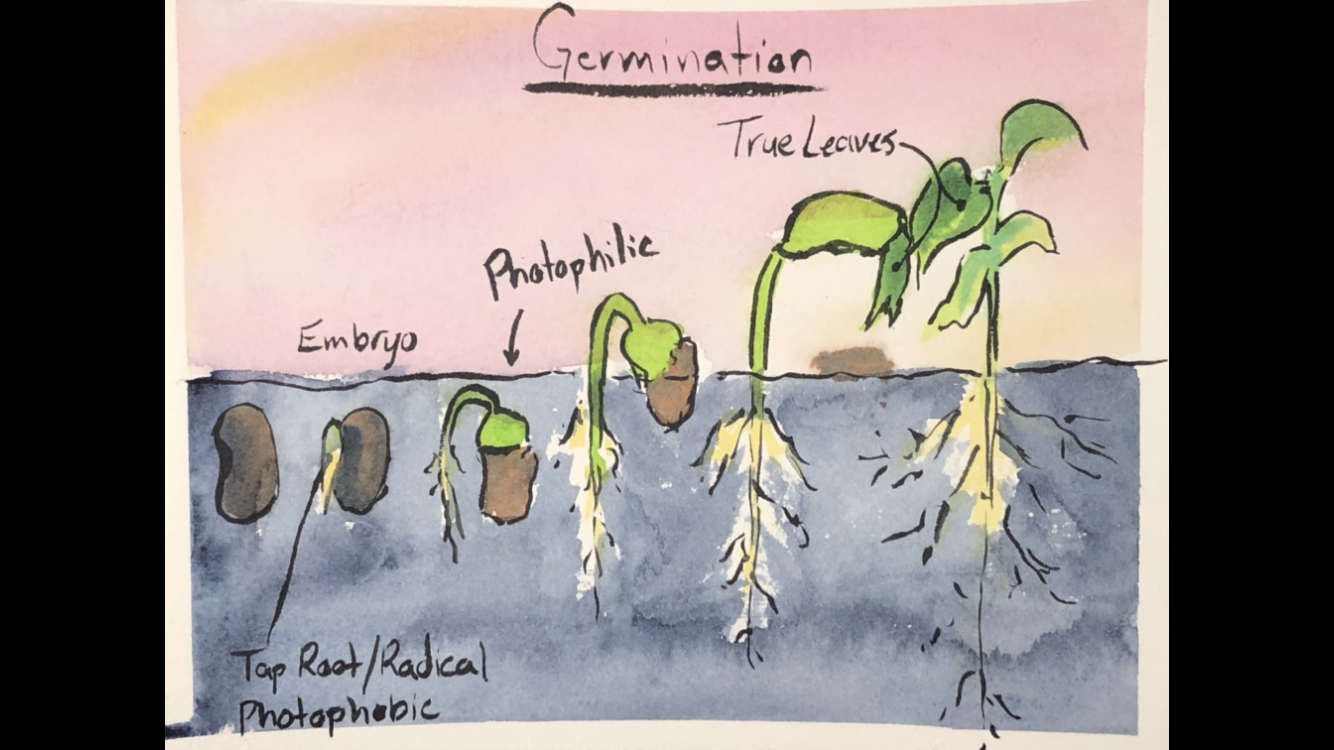 Sprout Your Success: A Beginner's Guide to Seed Starting - 90 min