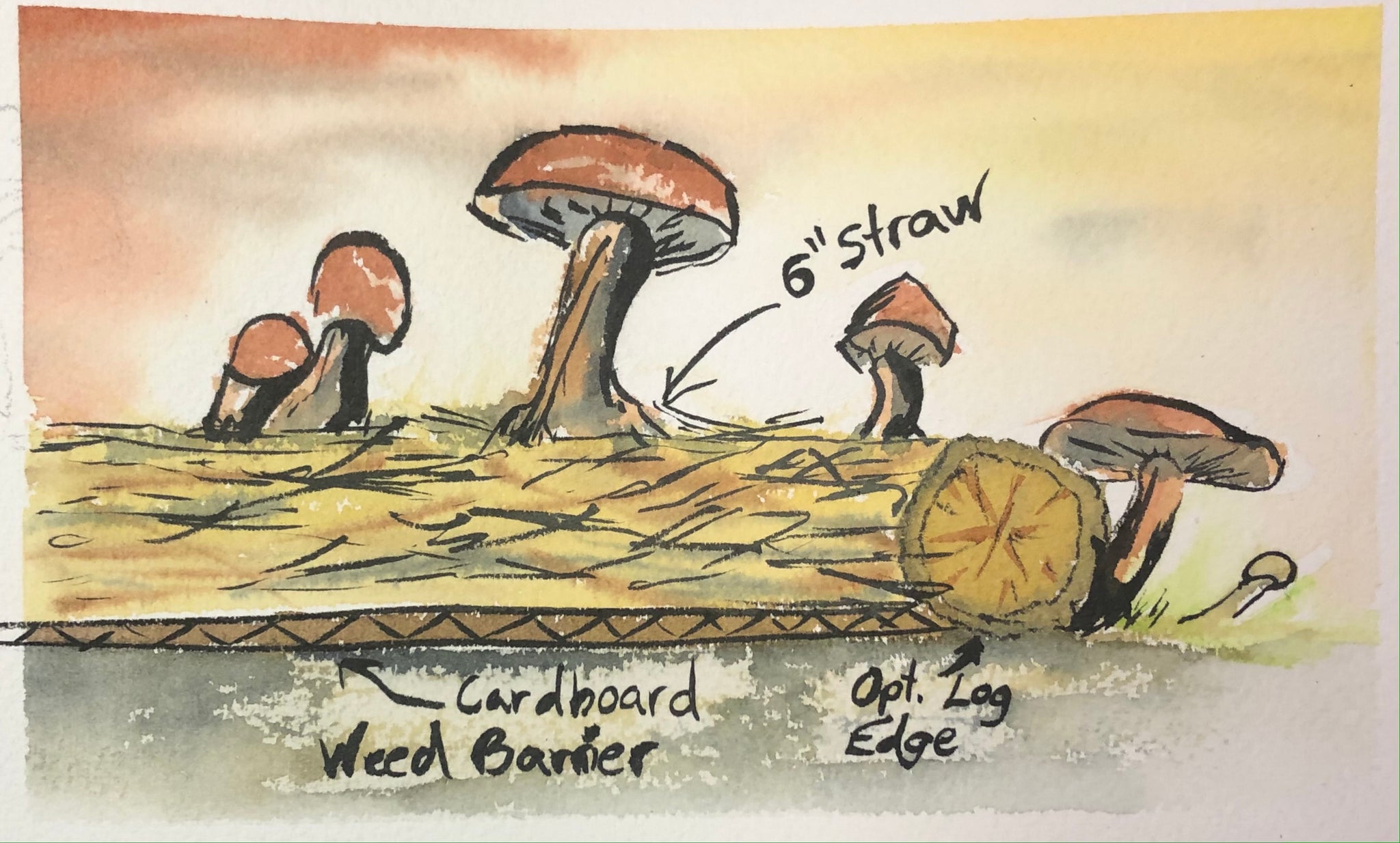Fungi Frenzy: A Beginner's Guide to Outdoor Mushroom Growing - 90 min
