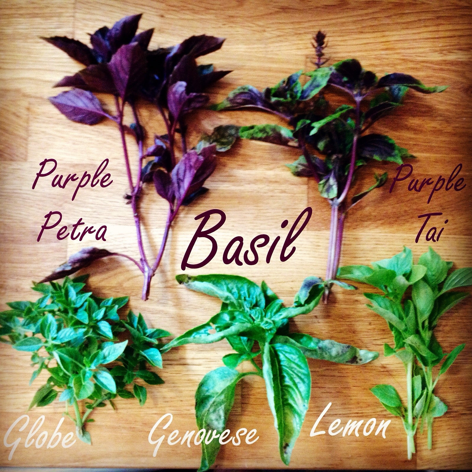 NEW! - The Edible Landscape: Integrating Food into Your Existing Flower Beds