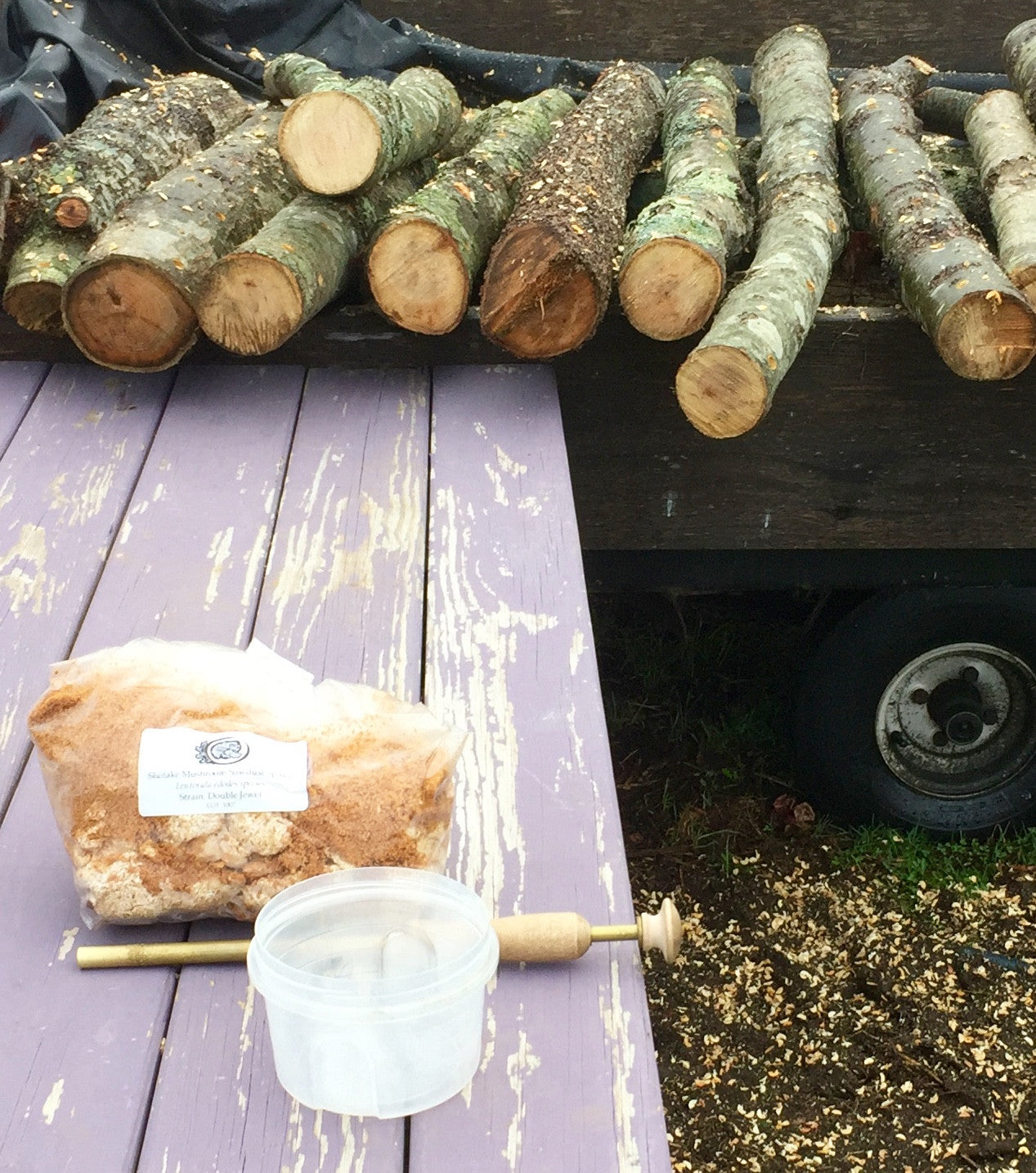 Fresh Shiitake Mushroom Logs - will fruit next year