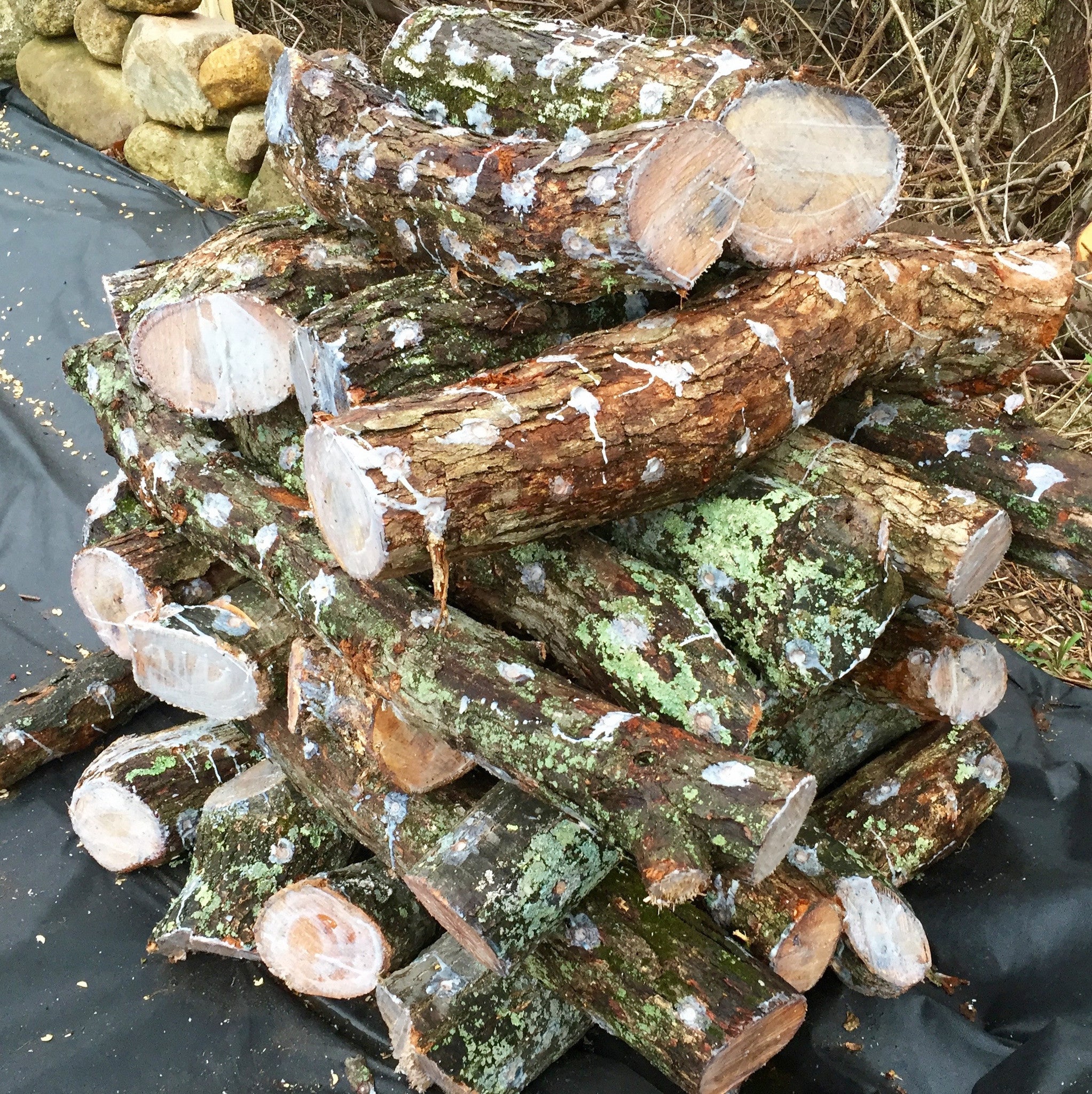 Fresh Shiitake Mushroom Logs - will fruit next year