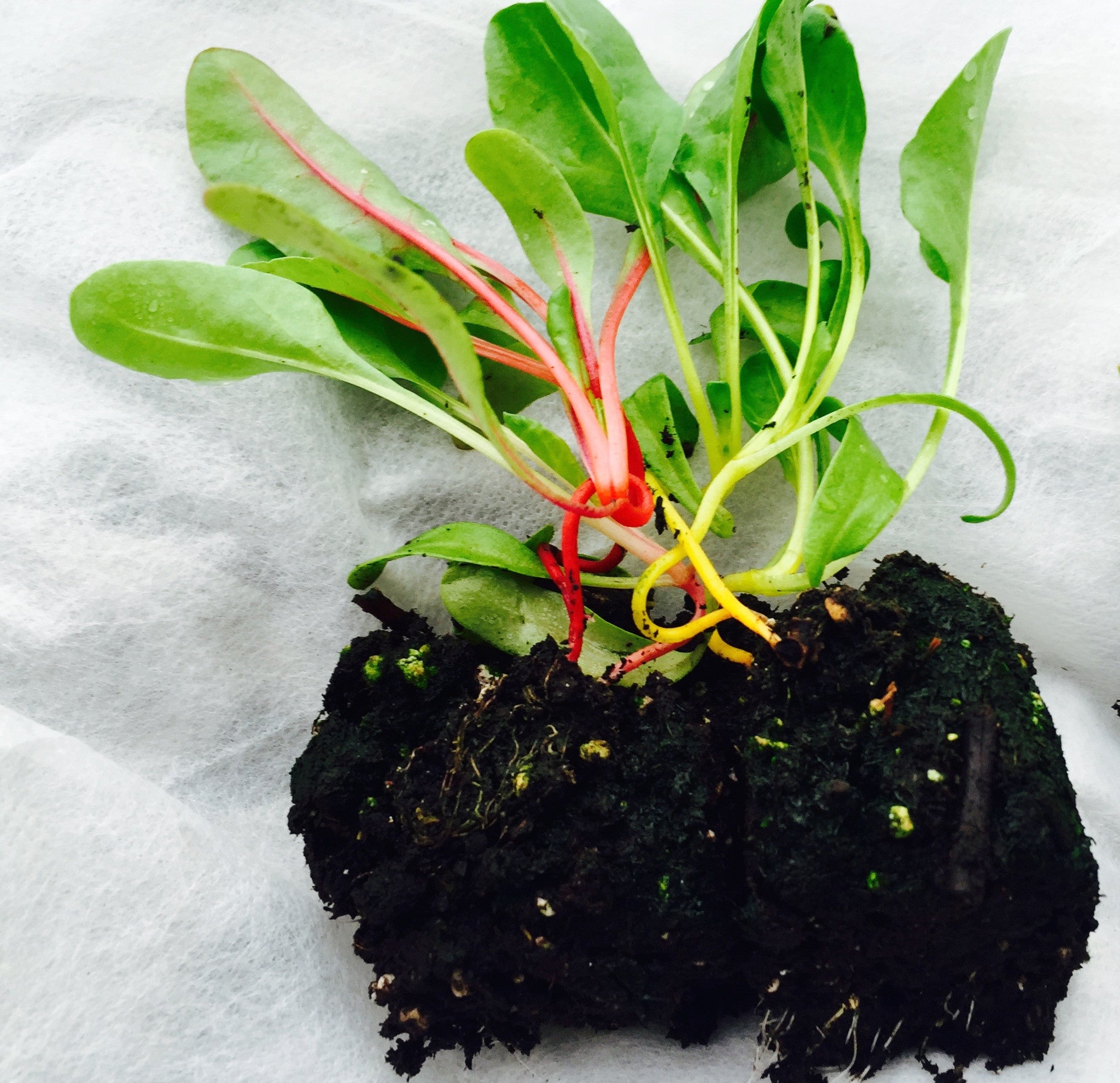 NEW! - The Edible Landscape: Integrating Food into Your Existing Flower Beds