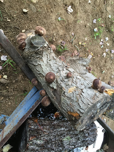 Proven Shiitake Mushroom Logs - currently fruiting