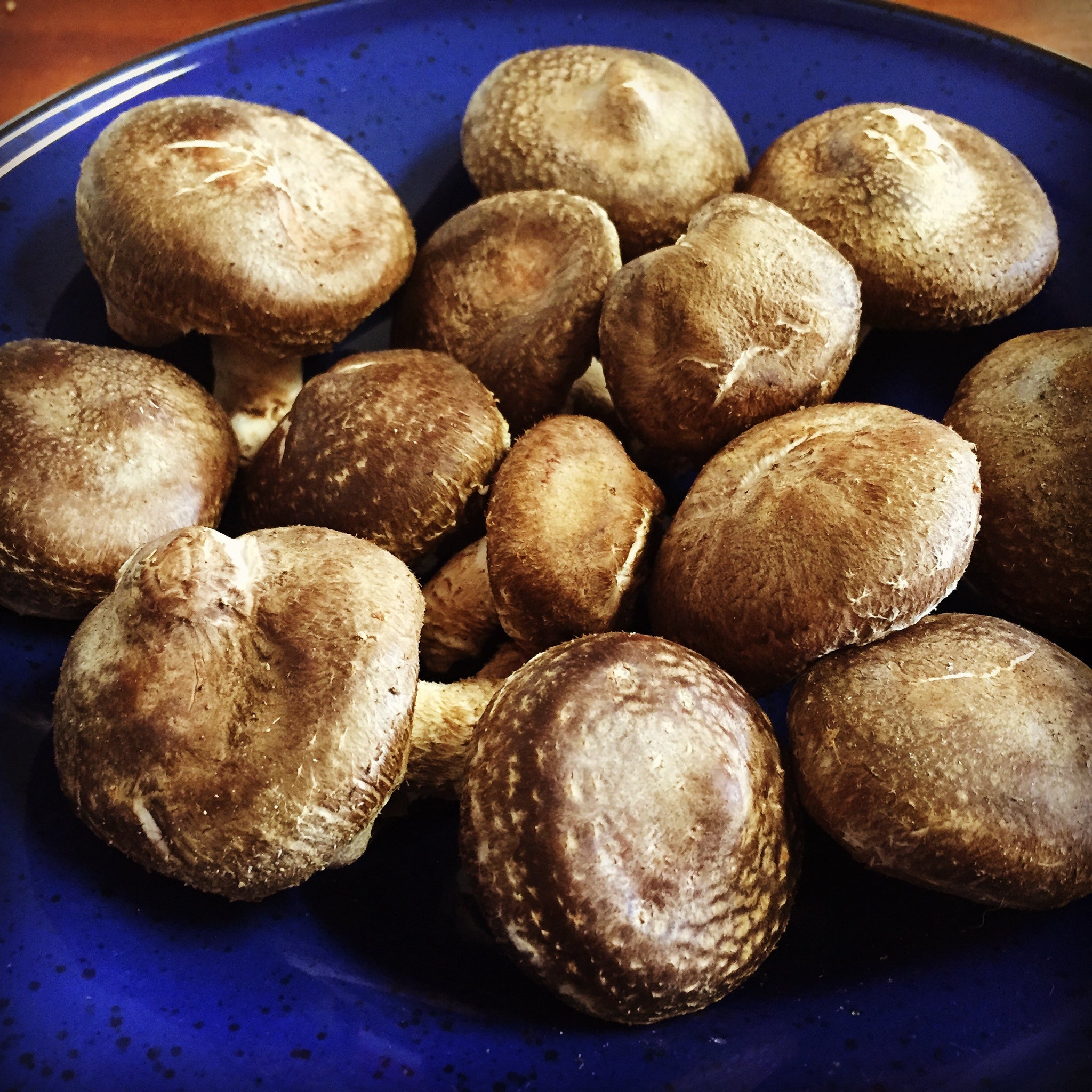 Proven Shiitake Mushroom Logs - currently fruiting
