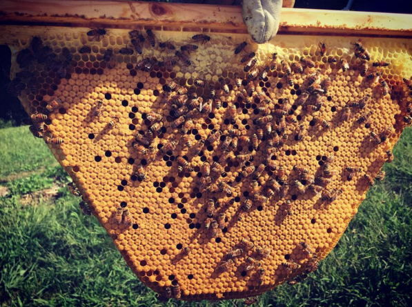 Tri Gable Lea Top Bar Honey Bee Hive Complete Kit