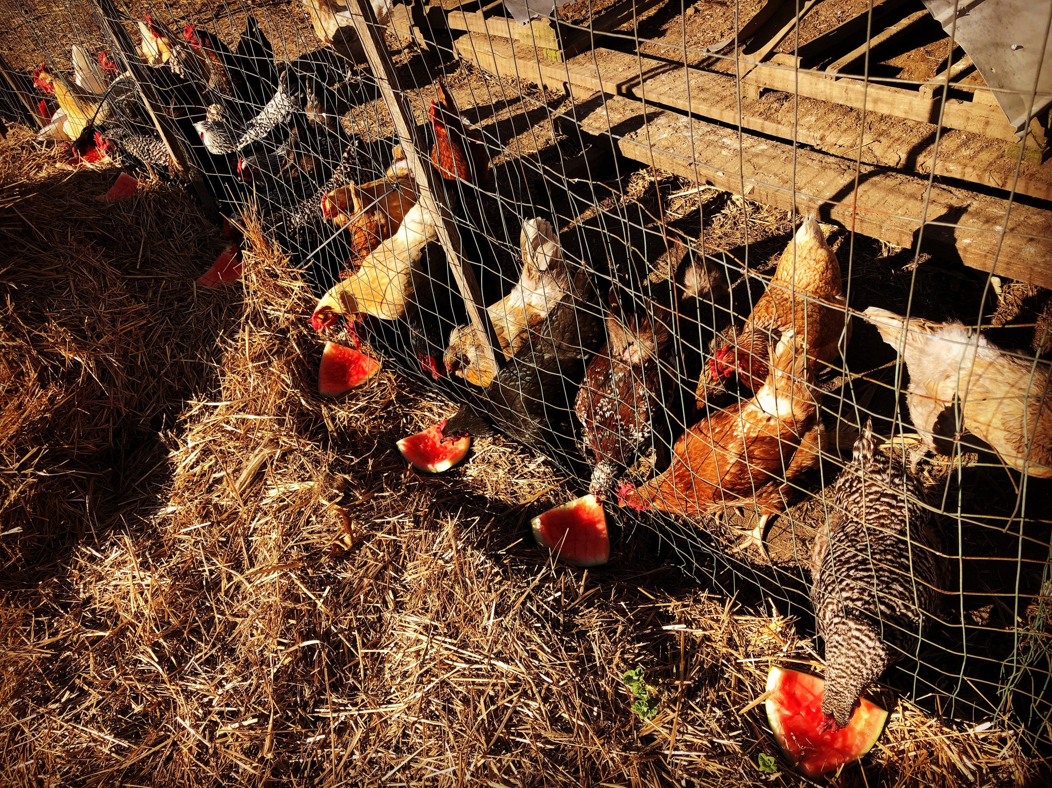 Raise the Coop: The Ultimate Guide to Backyard Chicken Keeping - 90 min