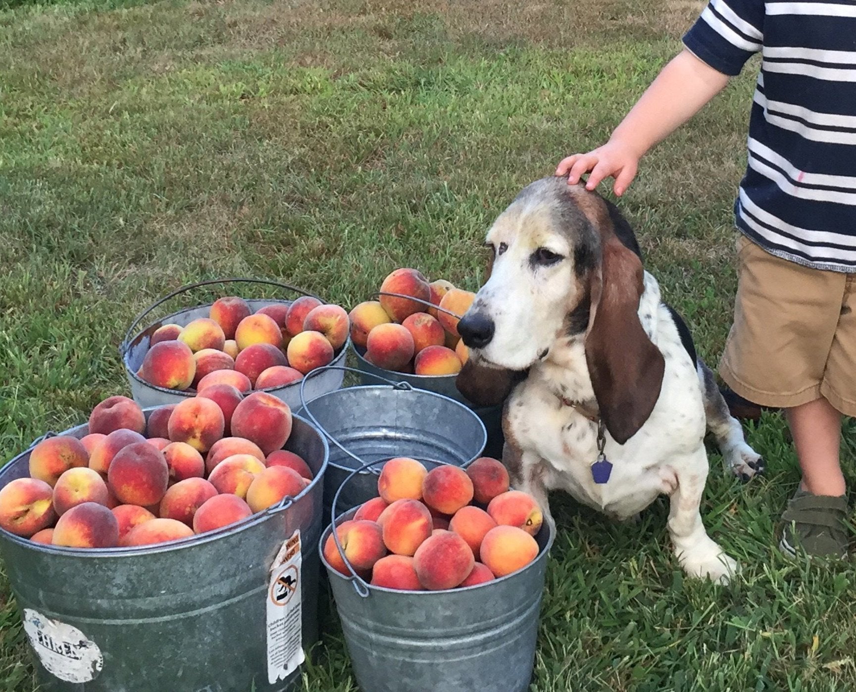 Get Your Grove On! Mastering Front Yard Fruit Trees, Grape Vines, & Berries - 90 min