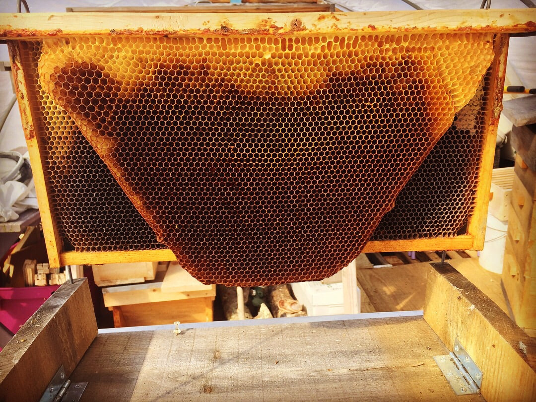 The Buzz on Beekeeping: A Beginner's Guide - 2hr