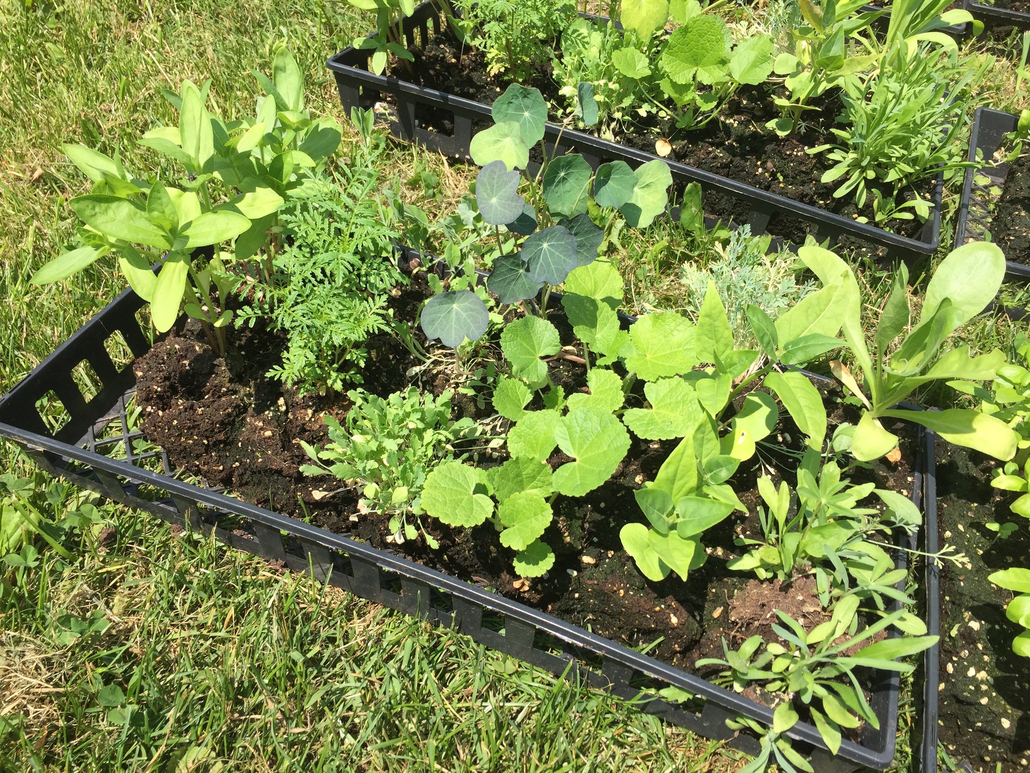 Private Event Only - Soil Blocks: How to create & manage seedlings & cuttings in soil blocks