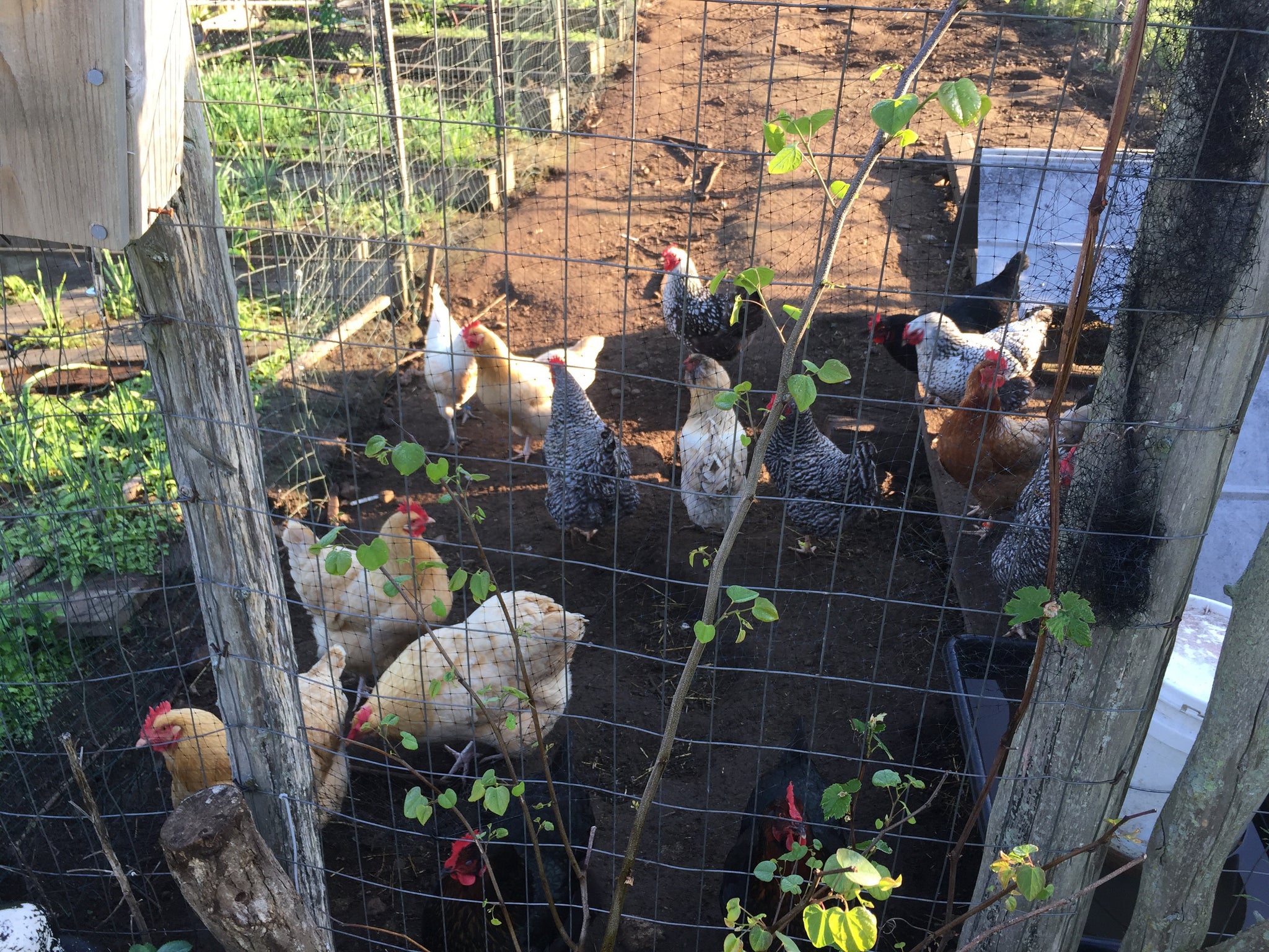 Raise the Coop: The Ultimate Guide to Backyard Chicken Keeping - 90 min