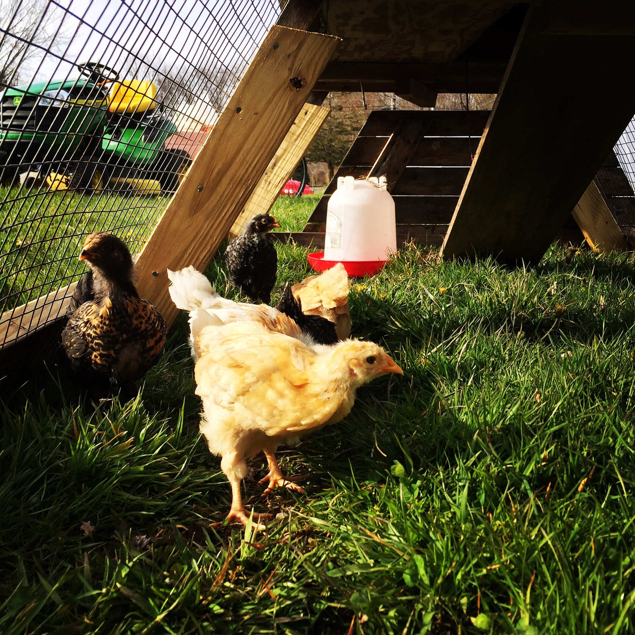 Raise the Coop: The Ultimate Guide to Backyard Chicken Keeping - 90 min